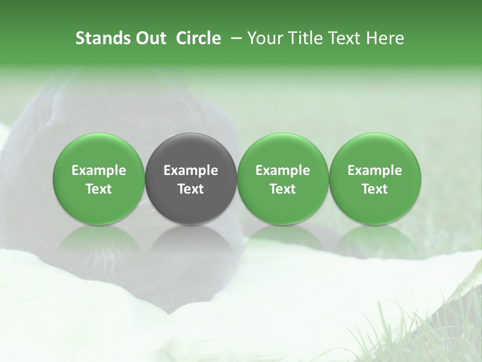 A Gray Cat Laying On Top Of A Blanket In The Grass PowerPoint Template