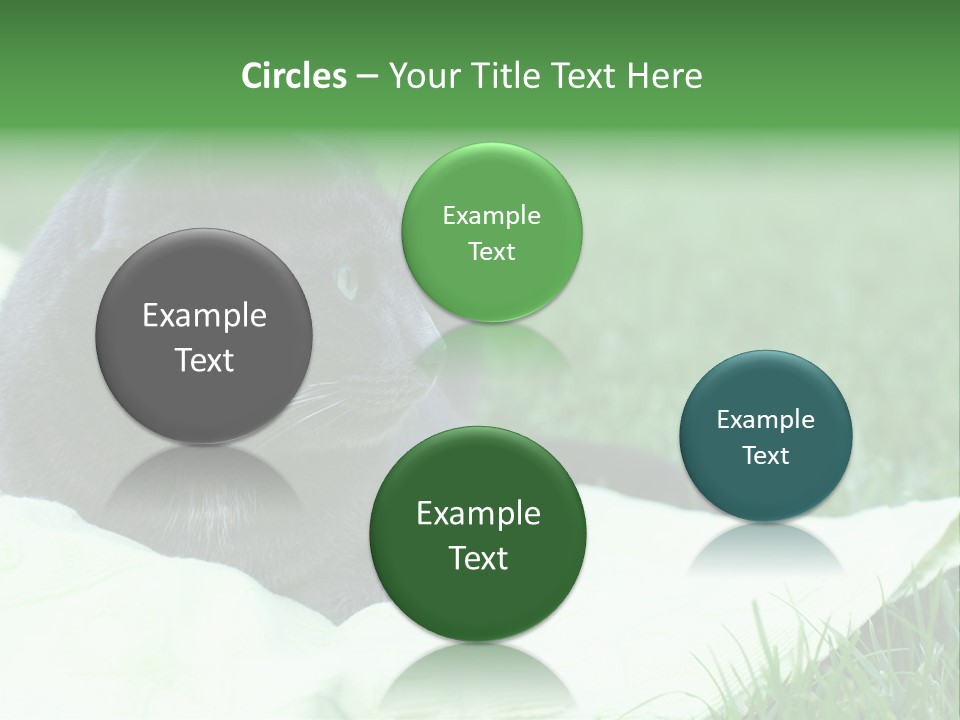 A Gray Cat Laying On Top Of A Blanket In The Grass PowerPoint Template