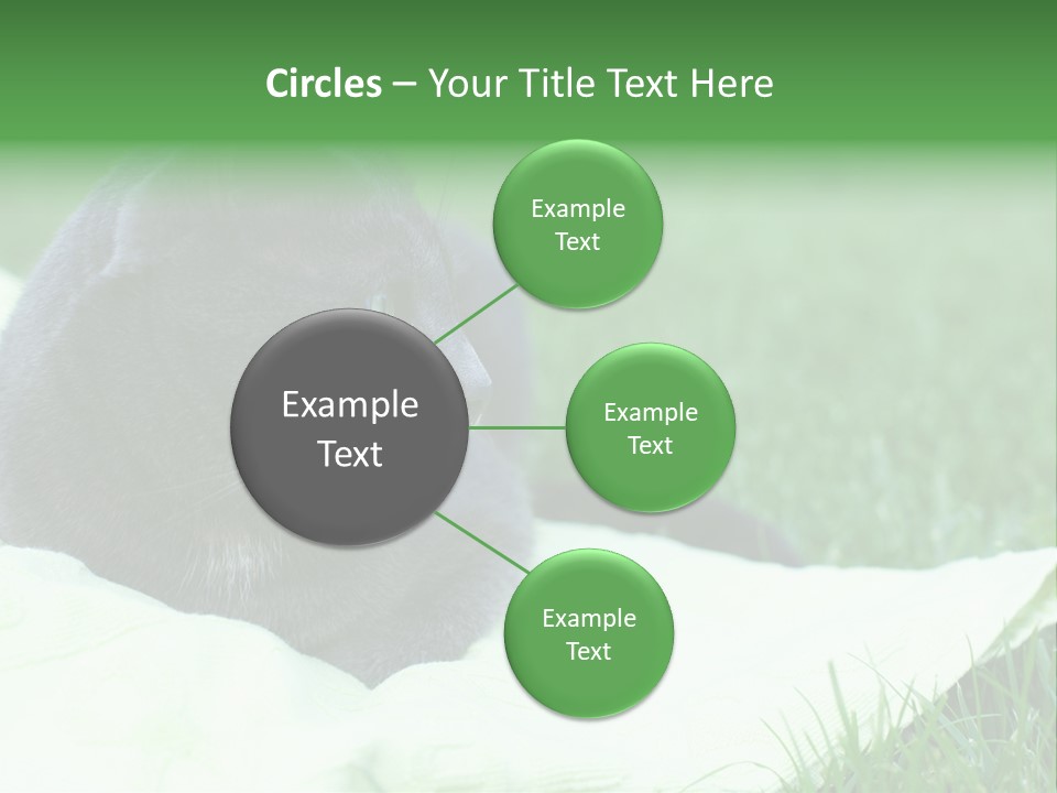 A Gray Cat Laying On Top Of A Blanket In The Grass PowerPoint Template