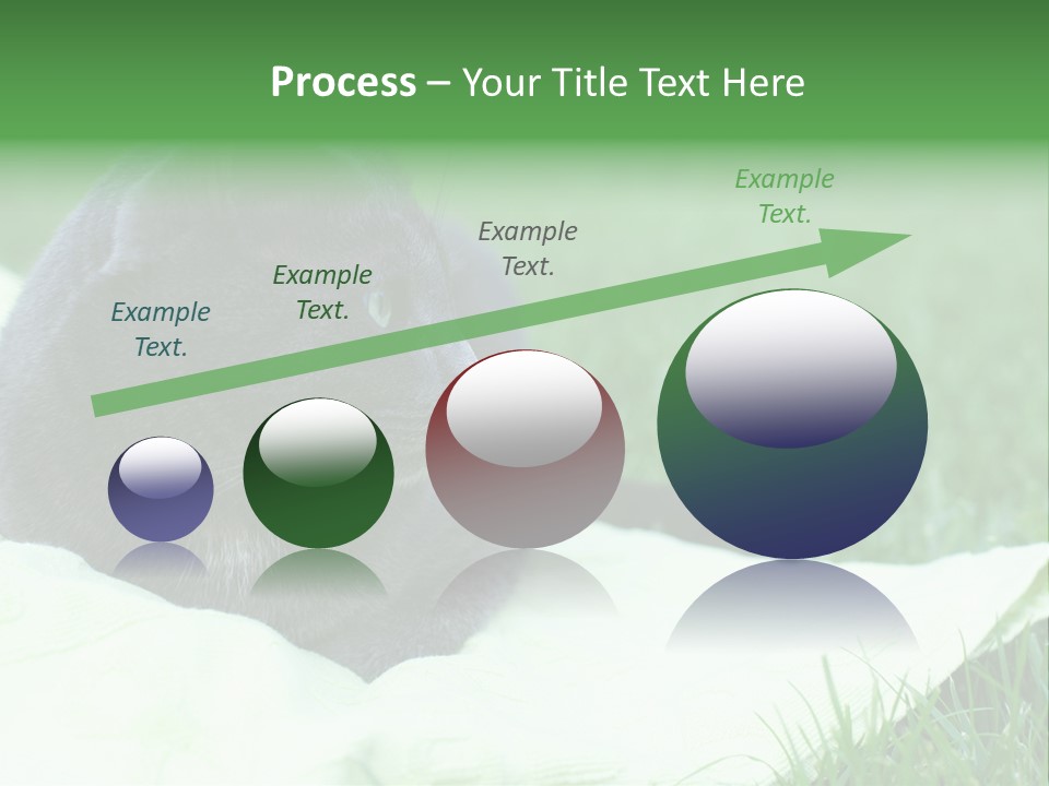 A Gray Cat Laying On Top Of A Blanket In The Grass PowerPoint Template