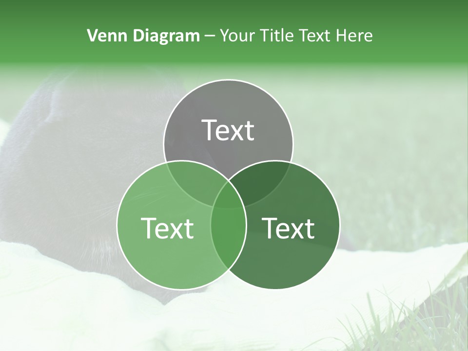 A Gray Cat Laying On Top Of A Blanket In The Grass PowerPoint Template