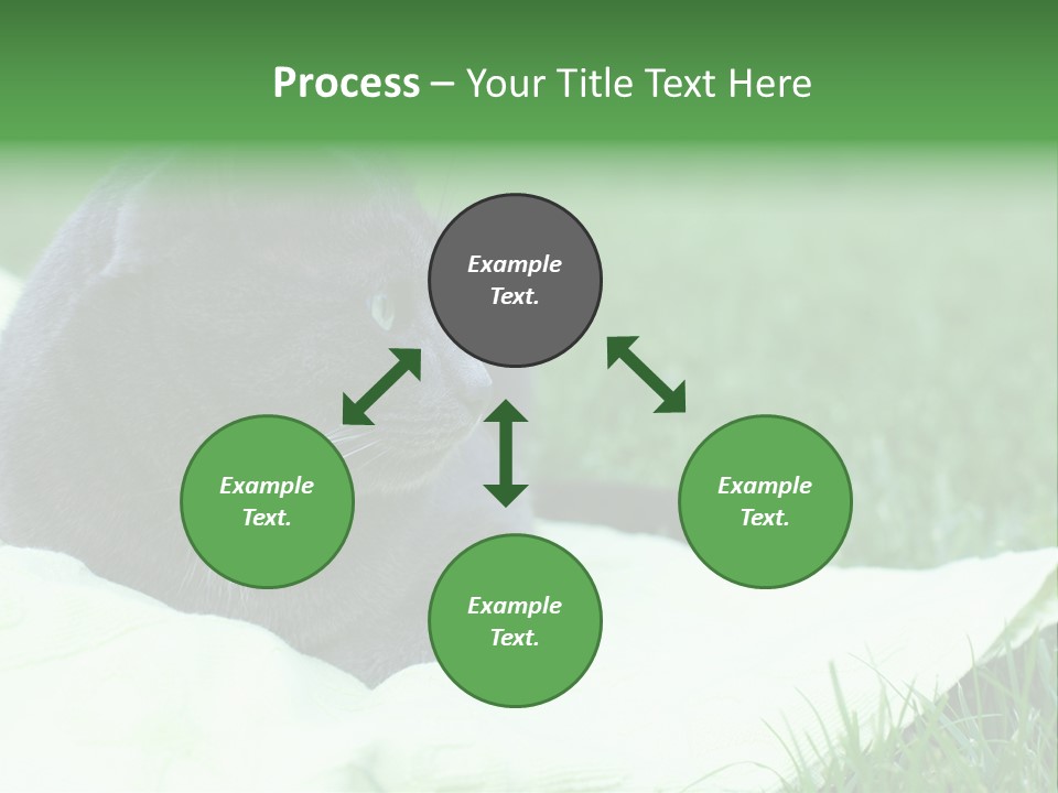 A Gray Cat Laying On Top Of A Blanket In The Grass PowerPoint Template