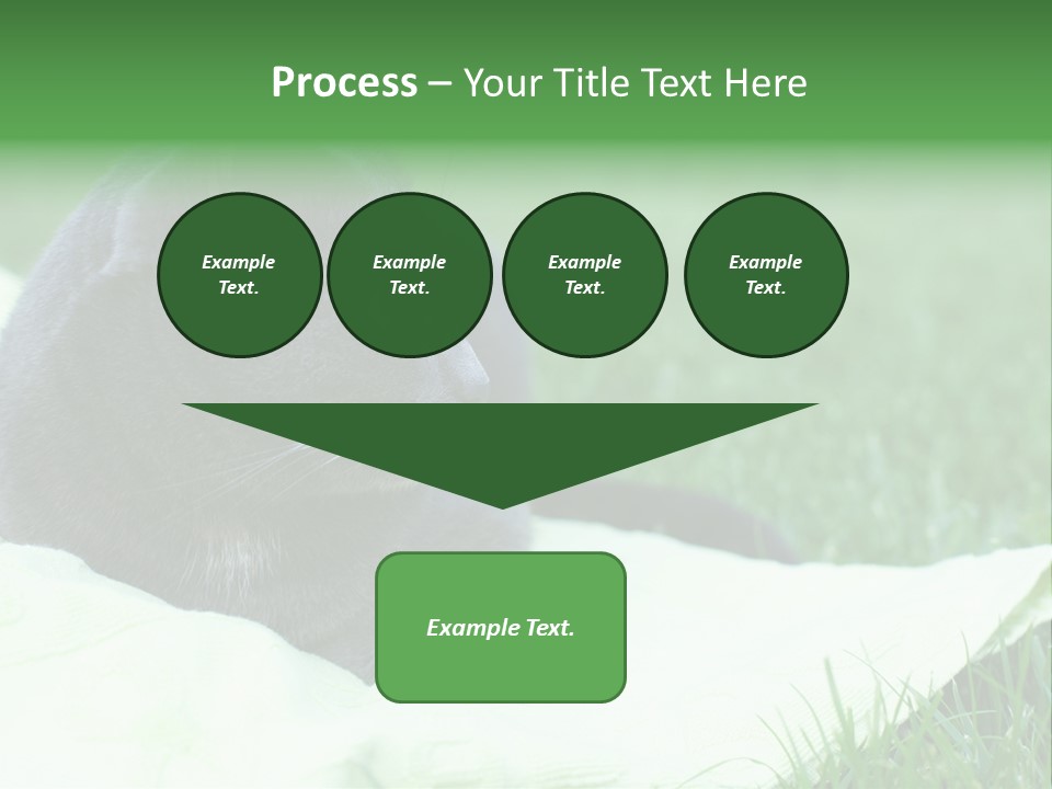 A Gray Cat Laying On Top Of A Blanket In The Grass PowerPoint Template