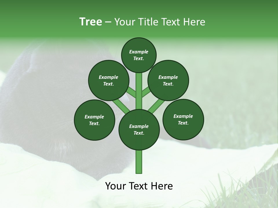 A Gray Cat Laying On Top Of A Blanket In The Grass PowerPoint Template