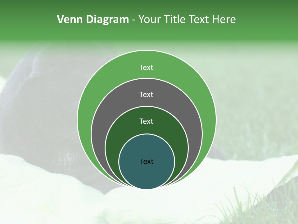 A Gray Cat Laying On Top Of A Blanket In The Grass PowerPoint Template