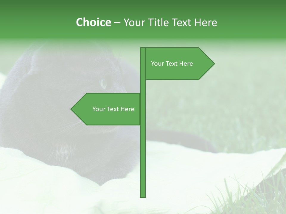 A Gray Cat Laying On Top Of A Blanket In The Grass PowerPoint Template