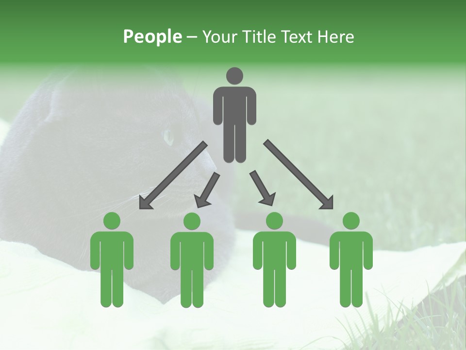 A Gray Cat Laying On Top Of A Blanket In The Grass PowerPoint Template