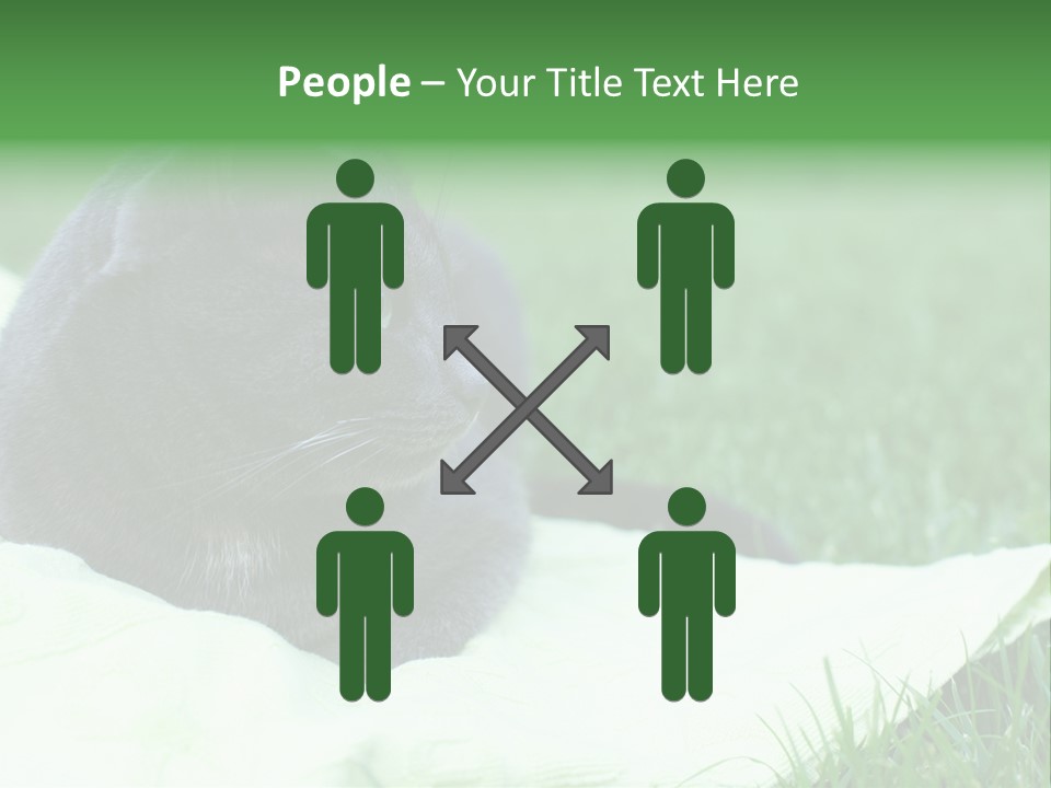 A Gray Cat Laying On Top Of A Blanket In The Grass PowerPoint Template