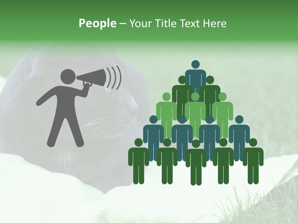 A Gray Cat Laying On Top Of A Blanket In The Grass PowerPoint Template