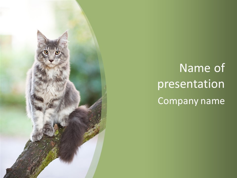 A Cat Sitting On A Tree Branch Powerpoint Template PowerPoint Template