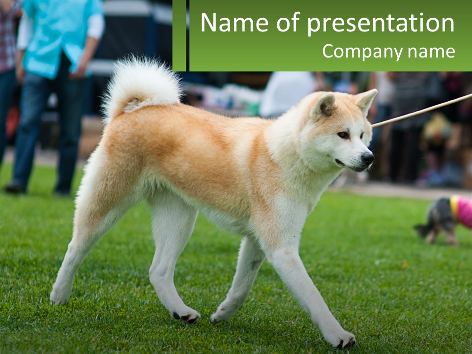 A Brown And White Dog Is On A Leash PowerPoint Template