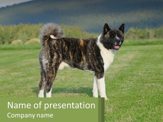 A Brown And White Dog Standing On Top Of A Lush Green Field PowerPoint Template