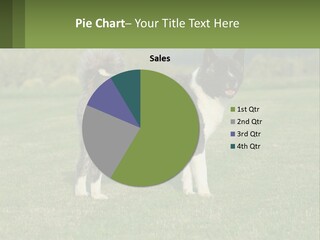 A Brown And White Dog Standing On Top Of A Lush Green Field PowerPoint Template