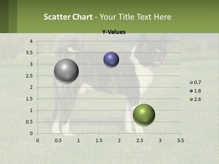 A Brown And White Dog Standing On Top Of A Lush Green Field PowerPoint Template