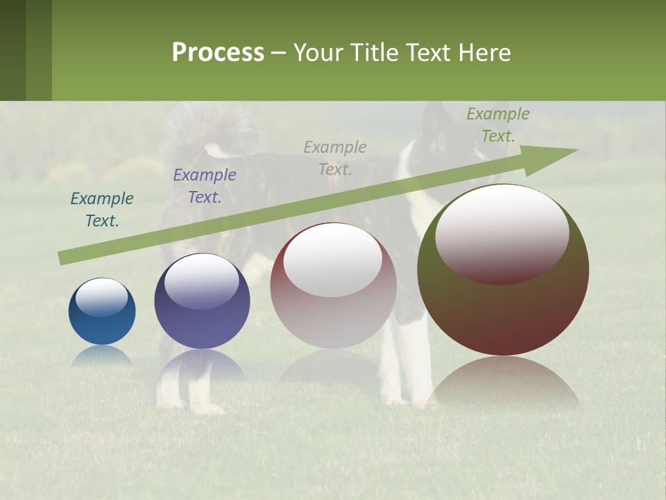 A Brown And White Dog Standing On Top Of A Lush Green Field PowerPoint Template