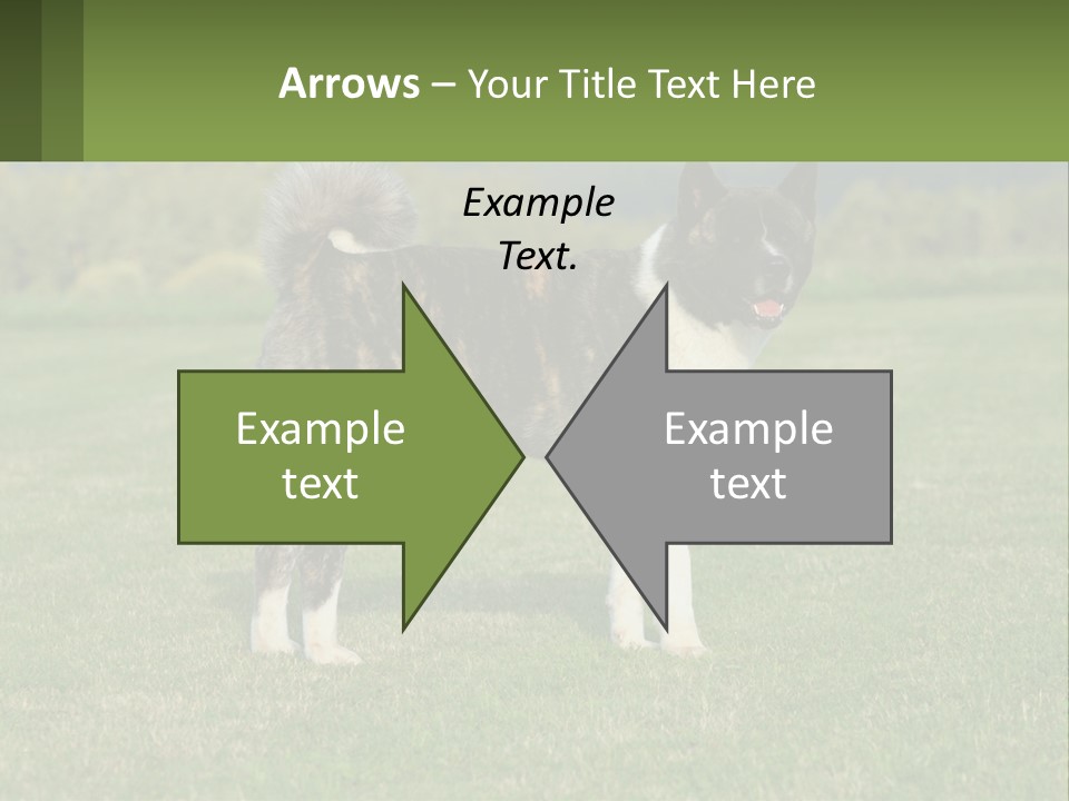 A Brown And White Dog Standing On Top Of A Lush Green Field PowerPoint Template