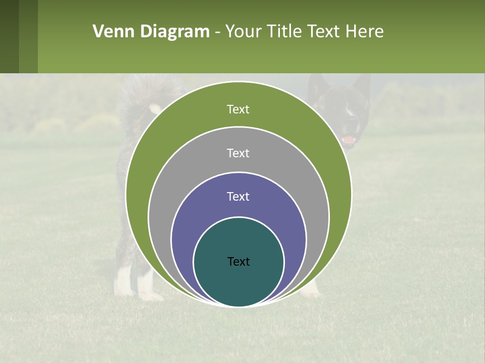 A Brown And White Dog Standing On Top Of A Lush Green Field PowerPoint Template