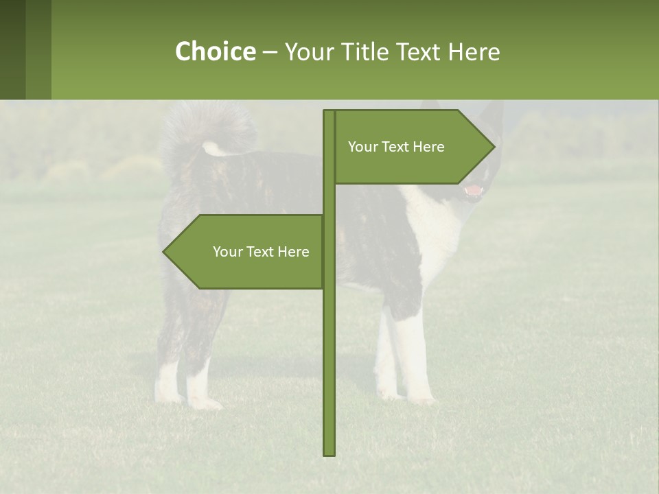 A Brown And White Dog Standing On Top Of A Lush Green Field PowerPoint Template
