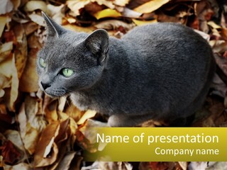 A Gray Cat Standing On Top Of A Pile Of Leaves PowerPoint Template
