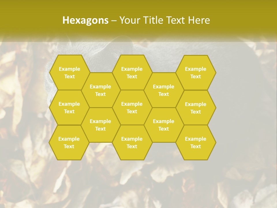 A Gray Cat Standing On Top Of A Pile Of Leaves PowerPoint Template