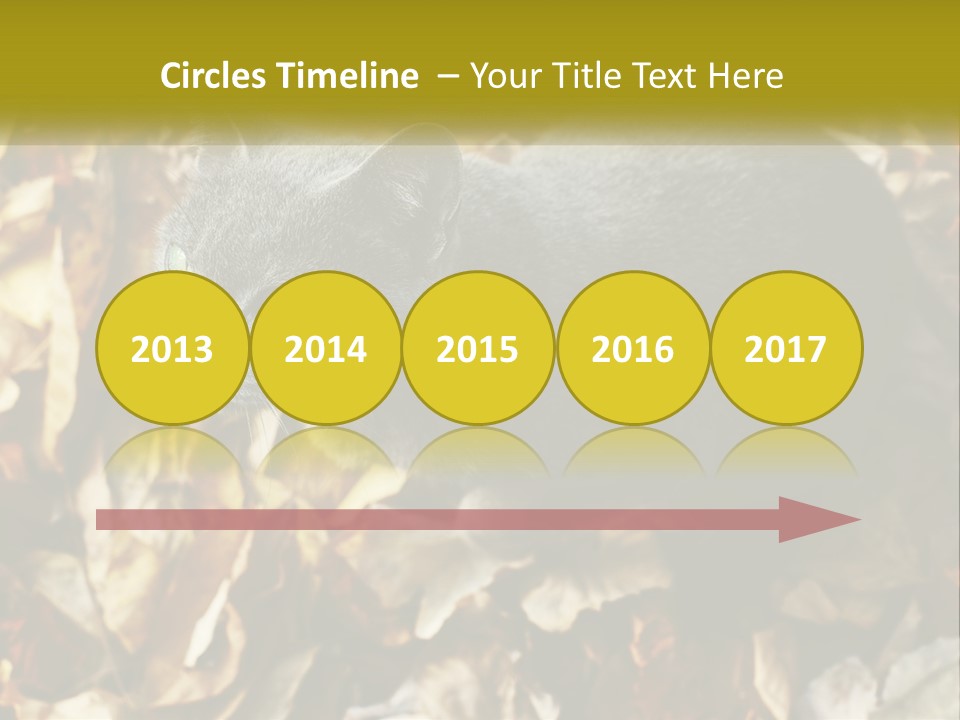 A Gray Cat Standing On Top Of A Pile Of Leaves PowerPoint Template