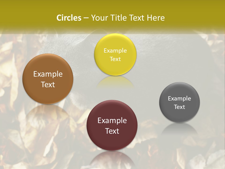 A Gray Cat Standing On Top Of A Pile Of Leaves PowerPoint Template