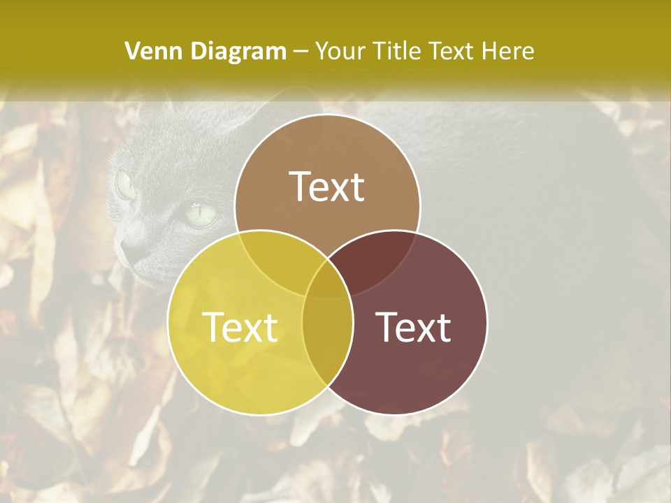 A Gray Cat Standing On Top Of A Pile Of Leaves PowerPoint Template