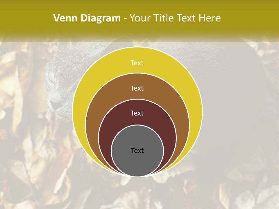 A Gray Cat Standing On Top Of A Pile Of Leaves PowerPoint Template