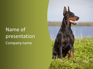 A Black And Brown Dog Sitting On Top Of A Lush Green Field PowerPoint Template