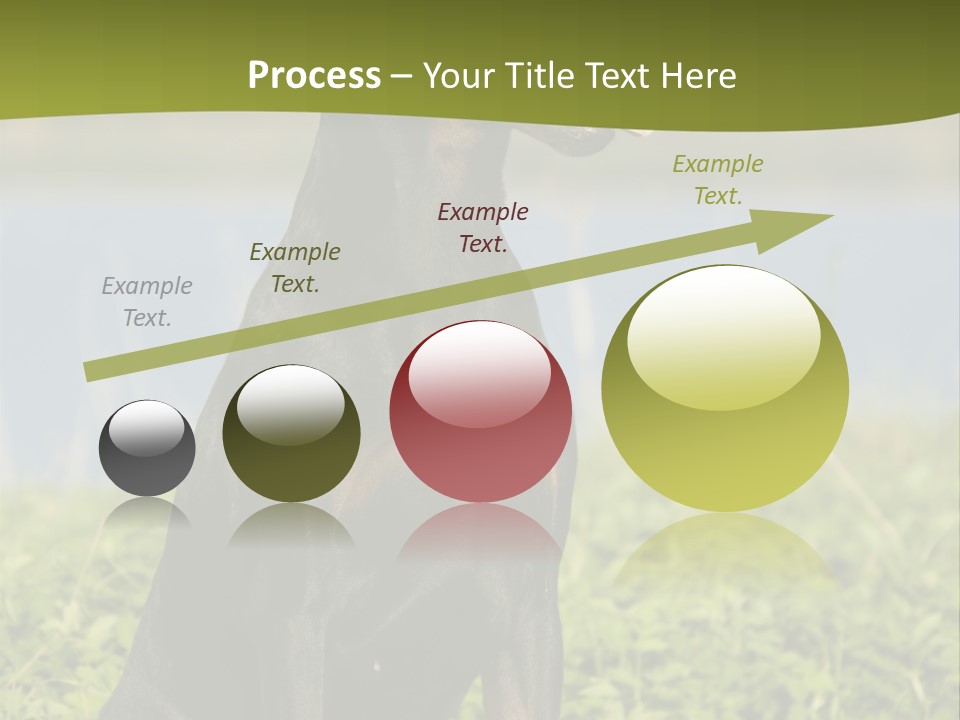 A Black And Brown Dog Sitting On Top Of A Lush Green Field PowerPoint Template