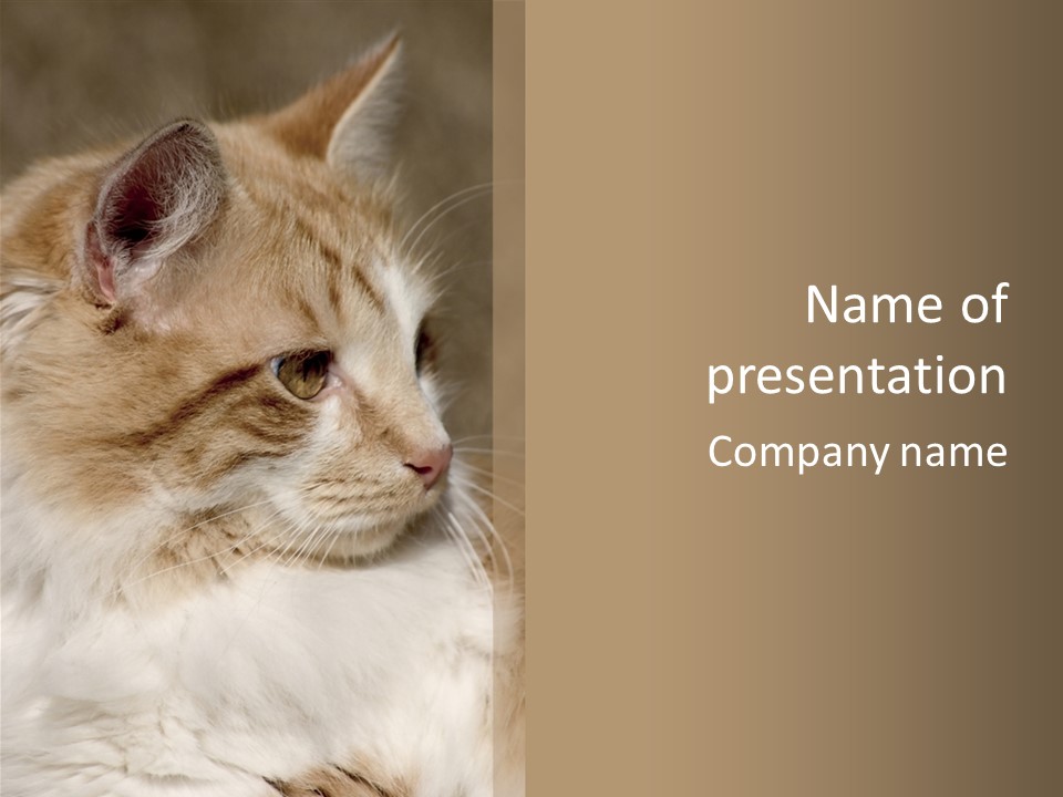 A Brown And White Cat Is Looking At Something PowerPoint Template