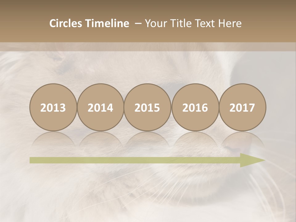 A Brown And White Cat Is Looking At Something PowerPoint Template