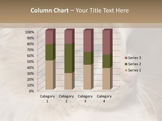 A Brown And White Cat Is Looking At Something PowerPoint Template