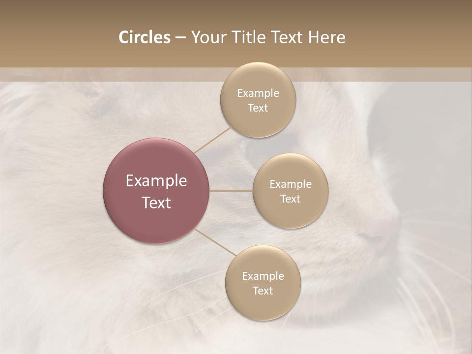 A Brown And White Cat Is Looking At Something PowerPoint Template