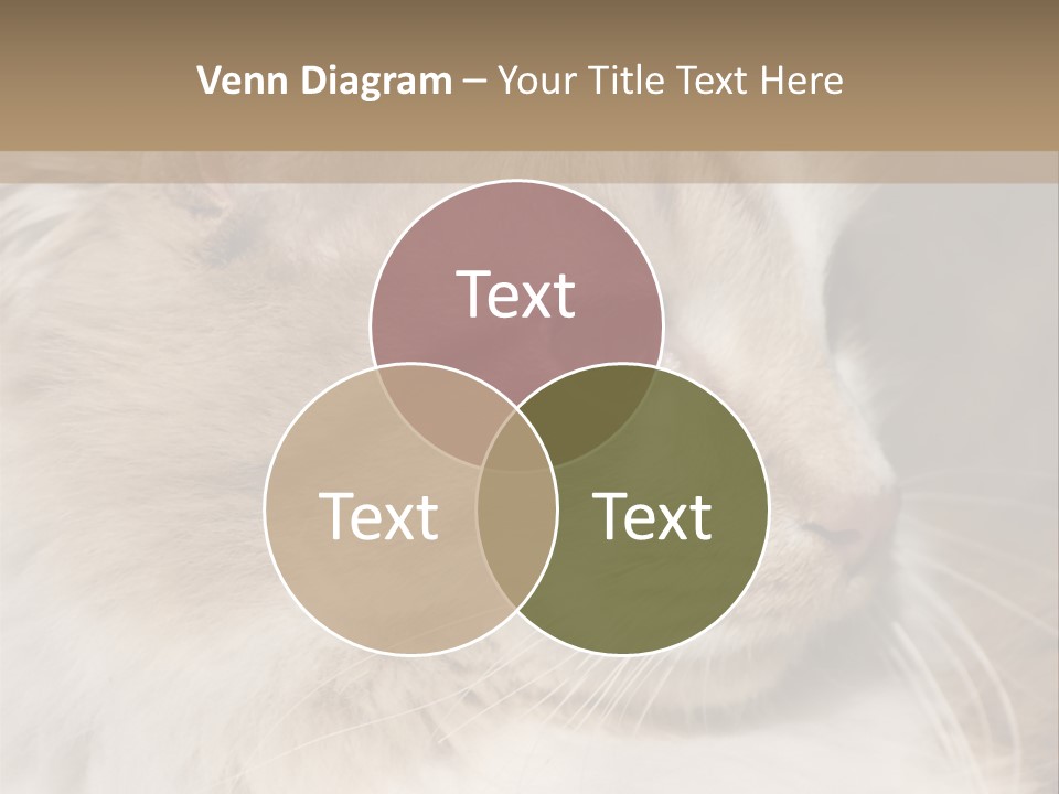 A Brown And White Cat Is Looking At Something PowerPoint Template