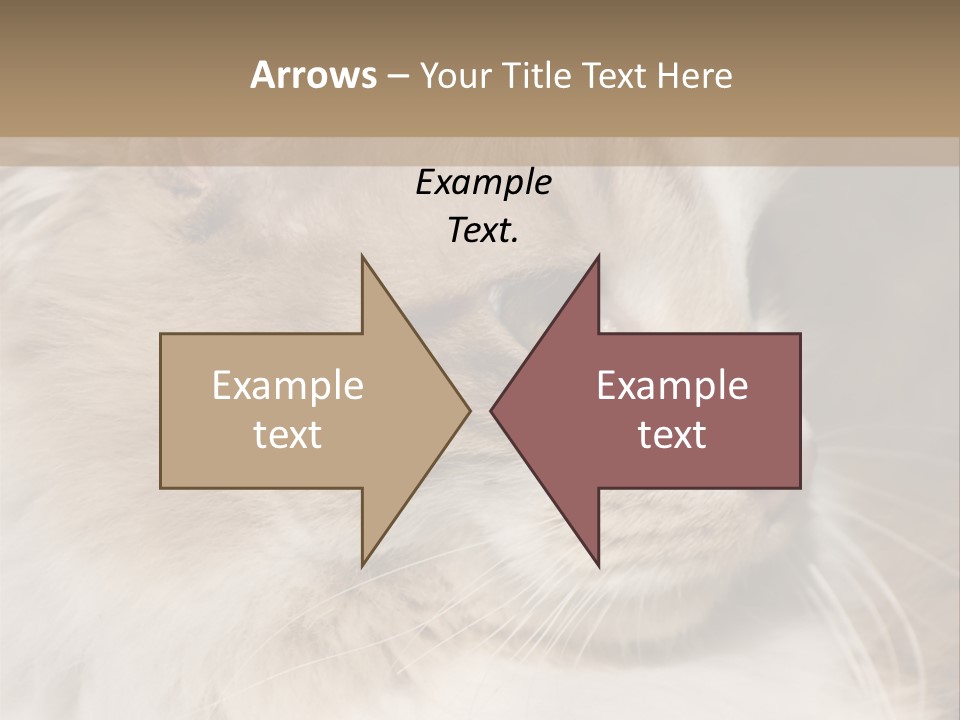A Brown And White Cat Is Looking At Something PowerPoint Template