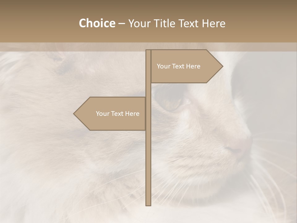 A Brown And White Cat Is Looking At Something PowerPoint Template