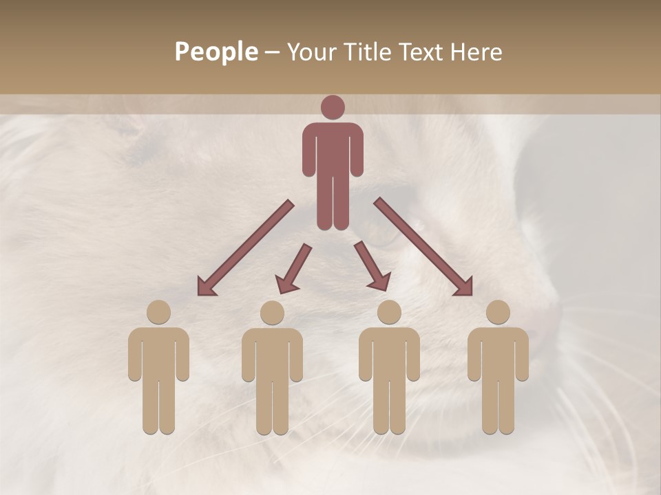 A Brown And White Cat Is Looking At Something PowerPoint Template