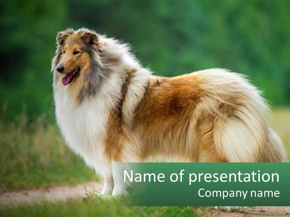 A Brown And White Dog Standing On A Dirt Road PowerPoint Template