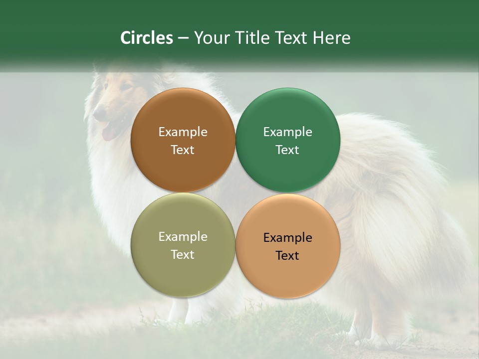 A Brown And White Dog Standing On A Dirt Road PowerPoint Template