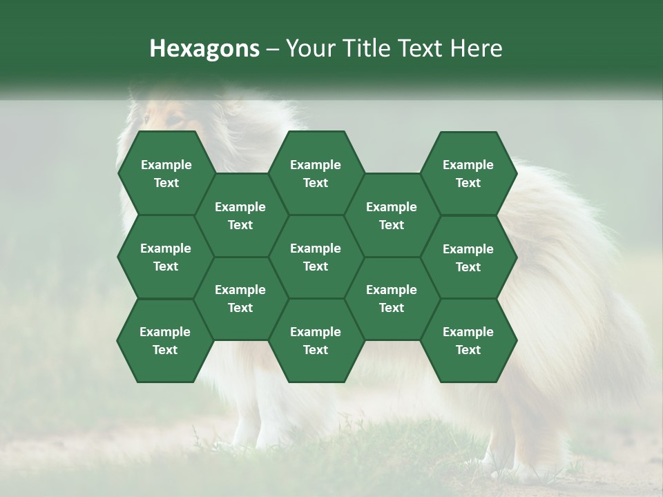 A Brown And White Dog Standing On A Dirt Road PowerPoint Template