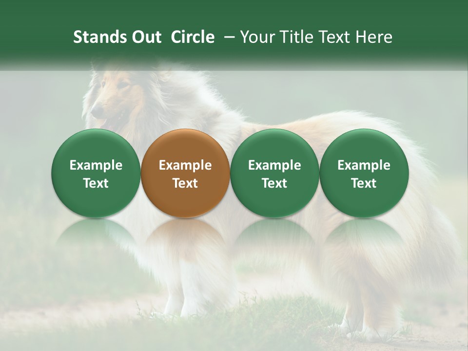 A Brown And White Dog Standing On A Dirt Road PowerPoint Template