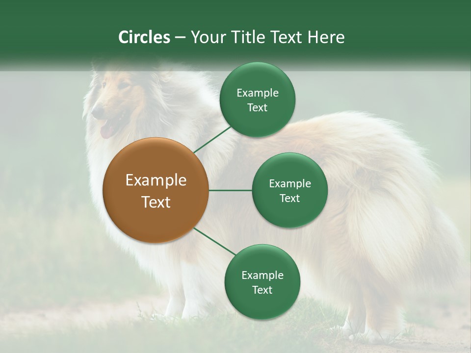 A Brown And White Dog Standing On A Dirt Road PowerPoint Template