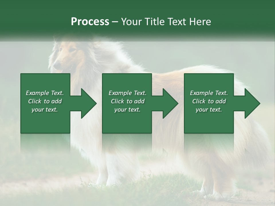 A Brown And White Dog Standing On A Dirt Road PowerPoint Template