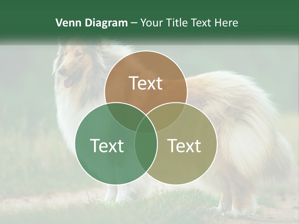 A Brown And White Dog Standing On A Dirt Road PowerPoint Template