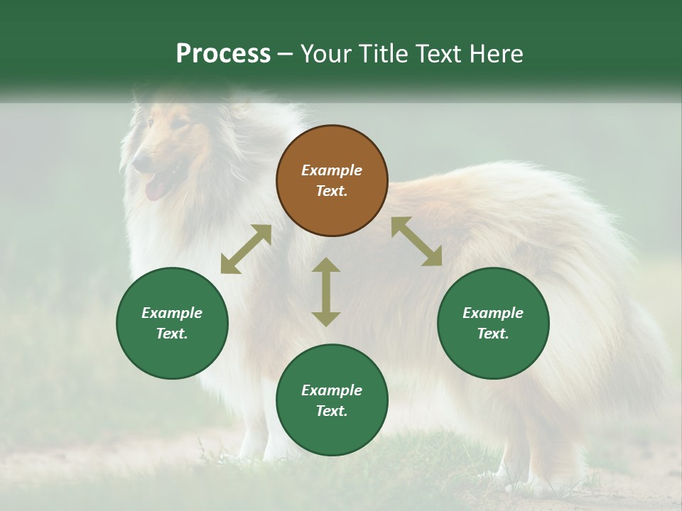 A Brown And White Dog Standing On A Dirt Road PowerPoint Template