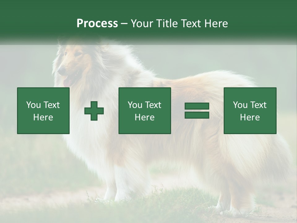 A Brown And White Dog Standing On A Dirt Road PowerPoint Template