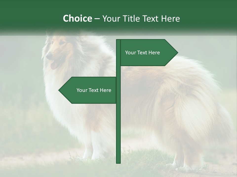 A Brown And White Dog Standing On A Dirt Road PowerPoint Template