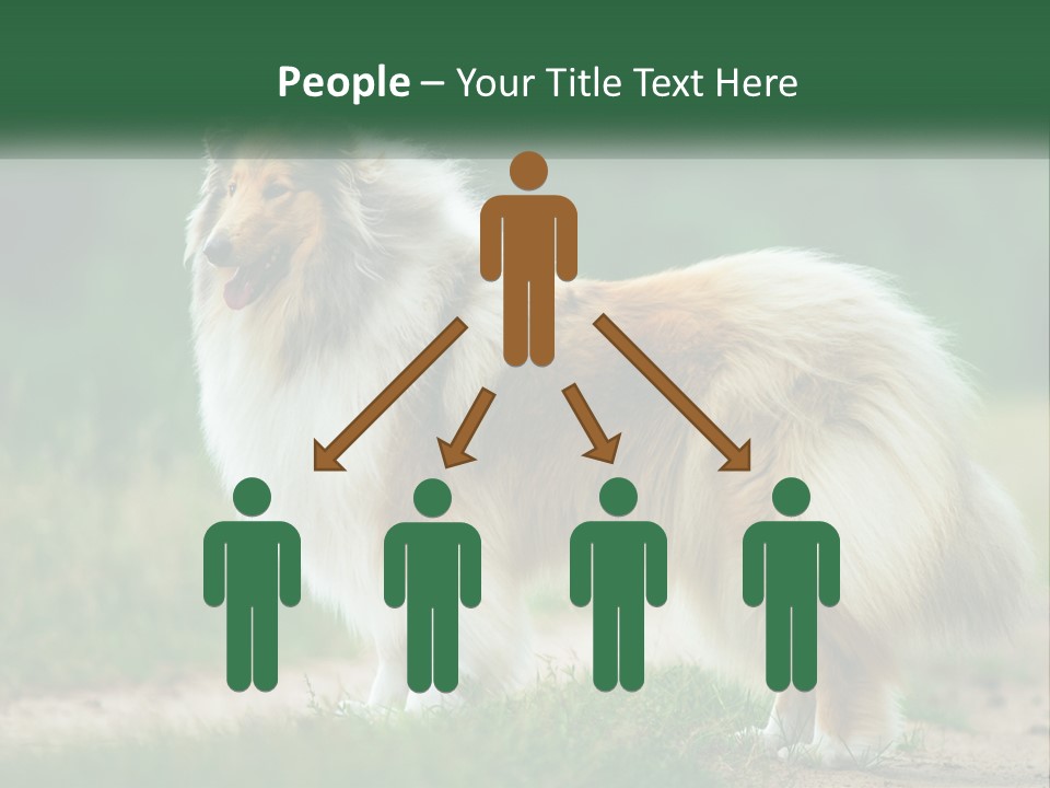 A Brown And White Dog Standing On A Dirt Road PowerPoint Template