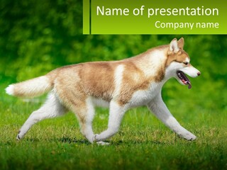 A Brown And White Dog Is Running In The Grass PowerPoint Template